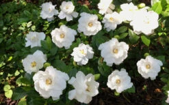 Crown Jewel Gardenia - 3 Gallon Pot 15 Crown Jewel Gardenia - 3 Gallon Pot -Plant Discount Store Gardenia Crown Jewel 5