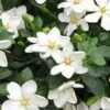Hardy Fragrant Daisy Gardenia Bush - 2.5 Quart Pot 2 Hardy Fragrant Daisy Gardenia Bush - 2.5 Quart Pot -Plant Discount Store Gardenia Daisy 20 2