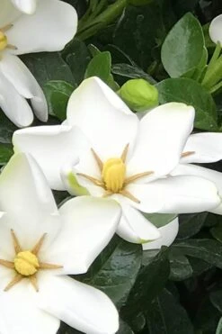 Hardy Fragrant Daisy Gardenia Bush - 3 Gallon Pot -Plant Discount Store Gardenia Daisy 21 1