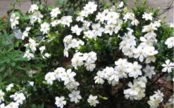 Hardy Fragrant Daisy Gardenia Bush - 3 Gallon Pot -Plant Discount Store Gardenia Daisy Blooms 2 1