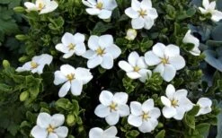 Hardy Fragrant Daisy Gardenia Bush - 1 Gallon Pot -Plant Discount Store Gardenia Daisy Blooms