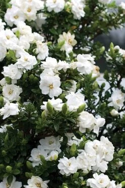 Double Mint Gardenia - 2 Gallon Pot 12 Double Mint Gardenia - 2 Gallon Pot -Plant Discount Store Gardenia Double Mint 2 2