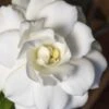 Double Mint Gardenia - 2 Gallon Pot 1 Double Mint Gardenia - 2 Gallon Pot -Plant Discount Store Gardenia Double Mint 5 2