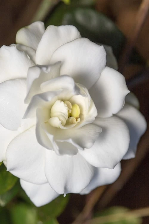 Double Mint Gardenia - 2 Gallon Pot 3 Double Mint Gardenia - 2 Gallon Pot