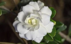 Double Mint Gardenia - 3 Gallon Pot -Plant Discount Store Gardenia Double Mint 6 1