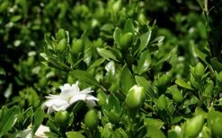 Double Mint Gardenia - 3 Gallon Pot -Plant Discount Store Gardenia Double Mint 7 1