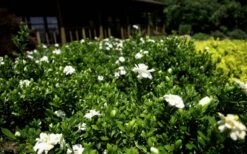 Double Mint Gardenia - 2 Gallon Pot 13 Double Mint Gardenia - 2 Gallon Pot -Plant Discount Store Gardenia Double Mint 8 2