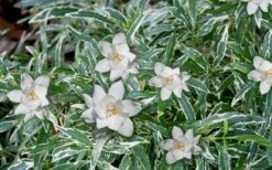 Variegated Creeping Dwarf Gardenia - 6 Pack Of 1 Gallon Pots 9 Variegated Creeping Dwarf Gardenia - 6 Pack Of 1 Gallon Pots -Plant Discount Store Gardenia Dwarf Radicans Variegated 3 1
