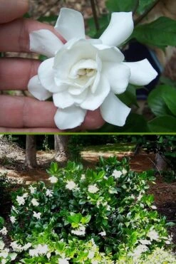 Fall In Love Cold Hardy Gardenia - 1 Gallon Pot 12 Fall In Love Cold Hardy Gardenia - 1 Gallon Pot -Plant Discount Store Gardenia Fall In Love BS