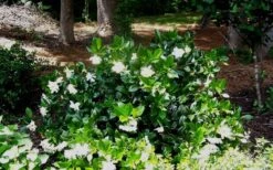 Fall In Love Cold Hardy Gardenia - 1 Gallon Pot 13 Fall In Love Cold Hardy Gardenia - 1 Gallon Pot -Plant Discount Store Gardenia Fallin In Love Shrub