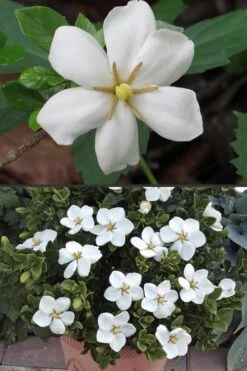 Hardy Fragrant Daisy Gardenia Bush - 1 Gallon Pot -Plant Discount Store Gardenia Hardy Daisy 500x750 1