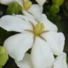 Heaven Scent Gardenia - 2 Gallon Pot 1 Heaven Scent Gardenia - 2 Gallon Pot -Plant Discount Store Gardenia Heaven Scent 15 2