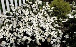 Heaven Scent Gardenia - 2 Gallon Pot -Plant Discount Store Gardenia Heaven Scent 17 2