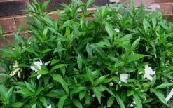 Radicans Creeping Dwarf Gardenia - 1 Gallon Pot 17 Radicans Creeping Dwarf Gardenia - 1 Gallon Pot -Plant Discount Store Gardenia Radicans 53 1