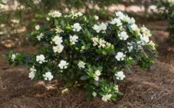 Sweet Tea Gardenia - 3 Gallon Pot 10 Sweet Tea Gardenia - 3 Gallon Pot -Plant Discount Store Gardenia Sweet Tea 5