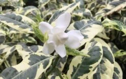 Variegated August Beauty Gardenia - 3 Gallon Pot 10 Variegated August Beauty Gardenia - 3 Gallon Pot -Plant Discount Store Gardenia Variegated 1 1