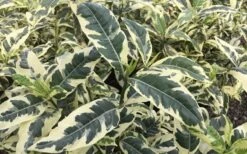Variegated August Beauty Gardenia - 3 Gallon Pot 11 Variegated August Beauty Gardenia - 3 Gallon Pot -Plant Discount Store Gardenia Variegated 2 1
