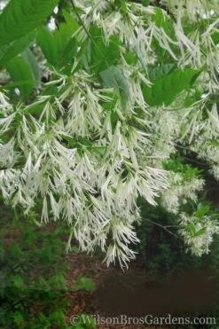 Grancy Graybeard - White Fringe Tree - 3 Gallon Pot -Plant Discount Store Grancy Graybeard Tree 30