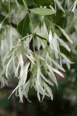 Grancy Graybeard - White Fringe Tree - 3 Gallon Pot -Plant Discount Store Grancy Graybeard Tree 32