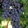 Concord Grape Vine - 2 Gallon Pot -Plant Discount Store Grape Concord 1