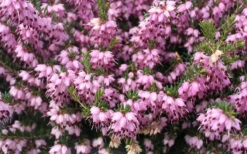 Mediterranean Pink Winter Heath (Erica Darleyensis) - 6 Pack Of 1 Gallon Pots -Plant Discount Store Heath Mediterranean Pink