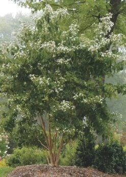 Temple Of Bloom Seven-son Flower (Heptacodium Miconioides) - 3 Pack Of Quart Pots -Plant Discount Store Heptacodium Temple Of Bloom 3