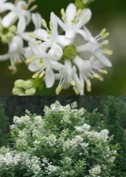Temple Of Bloom Seven-son Flower (Heptacodium Miconioides) - 3 Pack Of Quart Pots -Plant Discount Store Heptacodium Temple Of Bloom 5