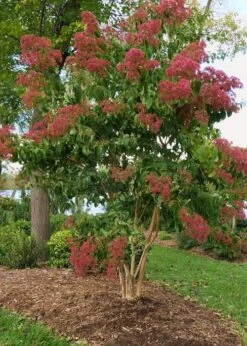 Temple Of Bloom Seven-son Flower (Heptacodium Miconioides) - 3 Pack Of Quart Pots -Plant Discount Store Heptacodium Temple Of Bloom 8