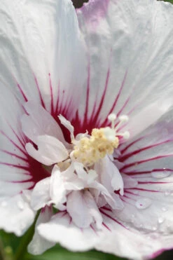 Fiji Hibiscus - Rose Of Sharon - 3 Gallon Pot -Plant Discount Store Hibiscus Fiji 1