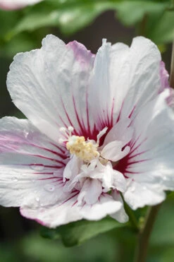 Fiji Hibiscus - Rose Of Sharon - 3 Gallon Pot -Plant Discount Store Hibiscus Fiji 2