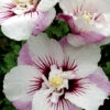 Fiji Hibiscus - Rose Of Sharon - 3 Gallon Pot 1 Fiji Hibiscus - Rose Of Sharon - 3 Gallon Pot -Plant Discount Store Hibiscus Fiji 3