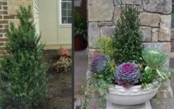 Pyramidal Compacta Japanese Holly - 3 Gallon Pot -Plant Discount Store Holly Compacta Pyramidal 2 1