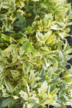 Golden Oakland Holly - 3 Gallon Pot 10 Golden Oakland Holly - 3 Gallon Pot -Plant Discount Store Holly Golden Oakland 1