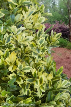 Golden Oakland Holly - 3 Gallon Pot 11 Golden Oakland Holly - 3 Gallon Pot -Plant Discount Store Holly Golden Oakland 2