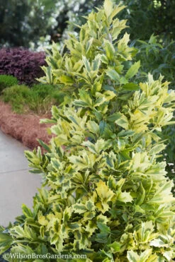 Golden Oakland Holly - 3 Gallon Pot