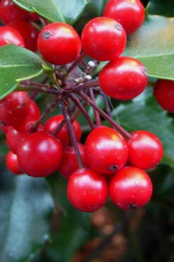 Liberty Holly - 3 Gallon Pot 16 Liberty Holly - 3 Gallon Pot -Plant Discount Store Holly Liberty 10