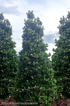 Liberty Holly - 3 Gallon Pot 18 Liberty Holly - 3 Gallon Pot -Plant Discount Store Holly Liberty 7