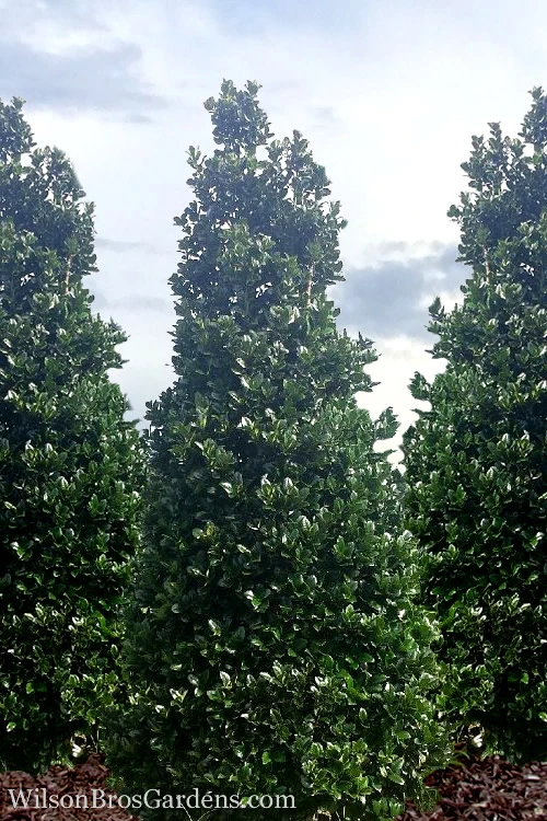 Liberty Holly - 3 Gallon Pot 10 Liberty Holly - 3 Gallon Pot - Image 8