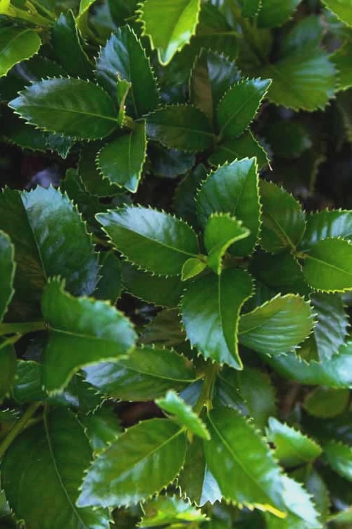 Liberty Holly - 3 Gallon Pot 11 Liberty Holly - 3 Gallon Pot - Image 9