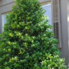 Mary Nell Holly - 3 Gallon Pot -Plant Discount Store Holly Mary Nell 500x750 1