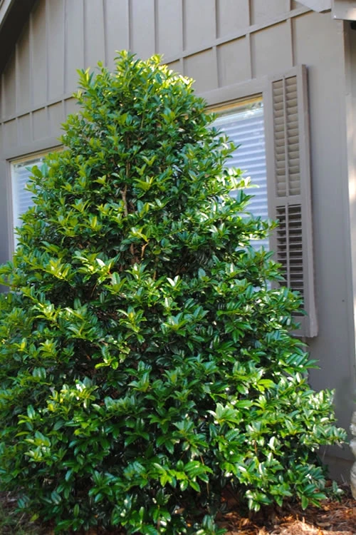 Mary Nell Holly - 3 Gallon Pot 3 Mary Nell Holly - 3 Gallon Pot