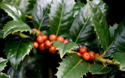 Mary Nell Holly - 3 Gallon Pot 12 Mary Nell Holly - 3 Gallon Pot -Plant Discount Store Holly Mary Nell Berries