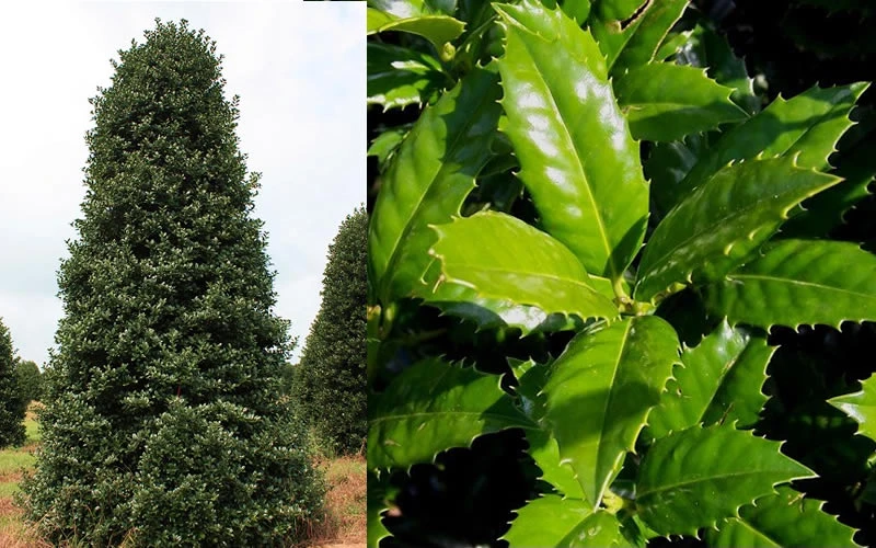 Mary Nell Holly - 3 Gallon Pot 8 Mary Nell Holly - 3 Gallon Pot - Image 6