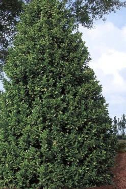 Oakland Holly - 1 Gallon Pot 13 Oakland Holly - 1 Gallon Pot -Plant Discount Store Holly Oakland 11