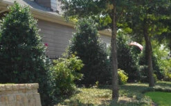 Oakland Holly - 1 Gallon Pot 12 Oakland Holly - 1 Gallon Pot -Plant Discount Store Holly Oakland 13