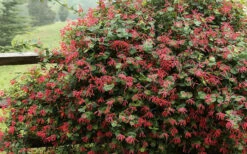 Alabama Crimson Red Trumpet Honeysuckle - 5 Gallon Pot -Plant Discount Store Honeysuckle Alabama Crimson 2