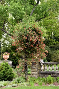 Alabama Crimson Red Trumpet Honeysuckle - 5 Gallon Pot -Plant Discount Store Honeysuckle Alabama Crimson 3
