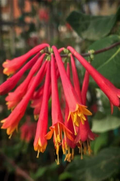 Alabama Crimson Red Trumpet Honeysuckle - 5 Gallon Pot -Plant Discount Store Honeysuckle Alabama Crimson 4