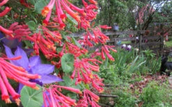 Alabama Crimson Red Trumpet Honeysuckle - 5 Gallon Pot -Plant Discount Store Honeysuckle Coral 5