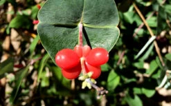 Alabama Crimson Red Trumpet Honeysuckle - 5 Gallon Pot -Plant Discount Store Honeysuckle Coral 6